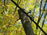 Telegraphenmast vor Herbstwald