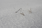 Grashalme im Schnee
