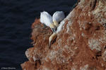 Zwei Basstölpel versuchen den toten Eindringling aus ihrem Nest zu vertreiben